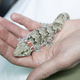 Illustration for article titled Russias Space Agency Is Helping Geckos Get It On In Microgravity